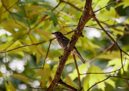 Baby juvenile Bluebird