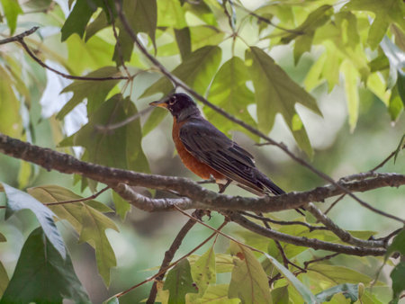 A Robin on a tree branch