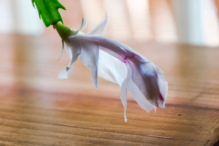 Thanksgiving cactus bloom