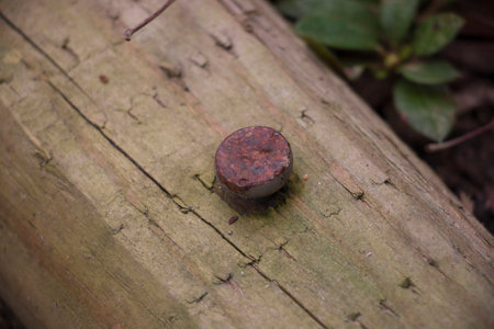 Old rusty nail.の写真素材