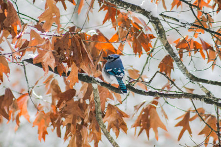 Blue Jay in the snow.(2)の写真素材