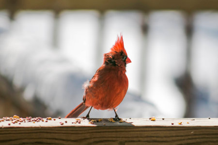 Cardinal eatingの写真素材