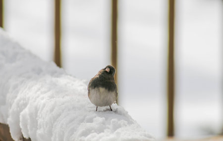 Snowbird in the snowの写真素材