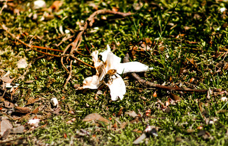 Honey Bee on a flower.の写真素材