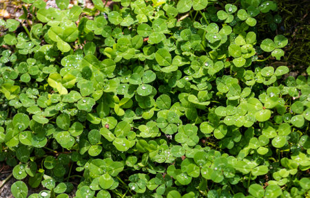 Wet Clover