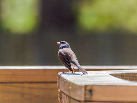 Snowbird getting sunshine.の写真素材