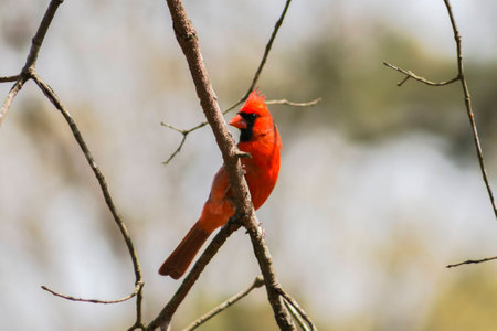 Male Cardinal (2)