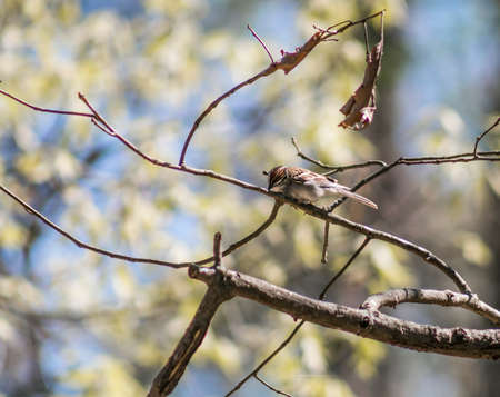 Sparrow sitting on a branch. (2)の写真素材