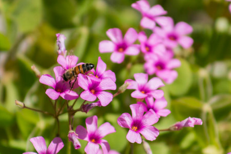 Honey Bee on a purple flower.の写真素材