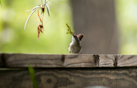 Sparrow making a nest.(2)の写真素材