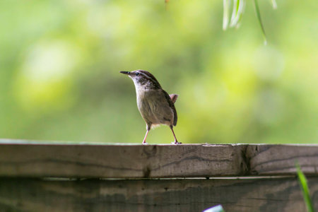House Wren watching out.の写真素材