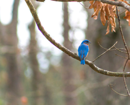 Bluebird perching in an old tree.の写真素材