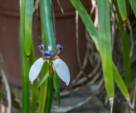 Louisiana Irisの写真素材
