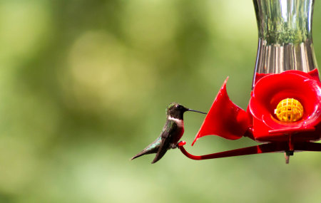 Ruby-Throated Hummingbirdの写真素材