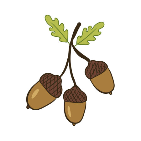 Acorns on a branch. Vector illustration with doodles on the theme of cozy autumn.A cute element for greeting cards, posters, stickers and seasonal design. isolated on a white background.のイラスト素材