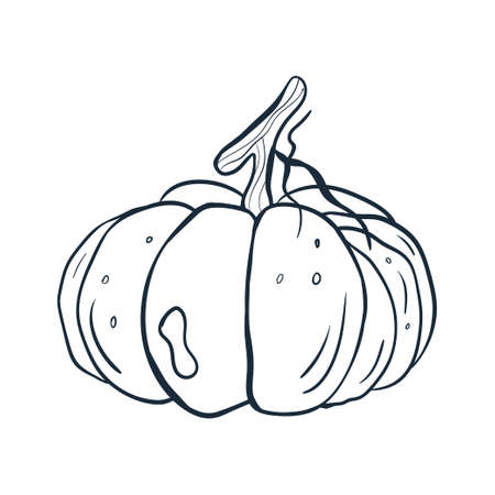pumpkin line art. Vector illustration with doodles on the theme of cozy autumn.A cute element for greeting cards, posters, stickers and seasonal design. isolated on a white background.のイラスト素材