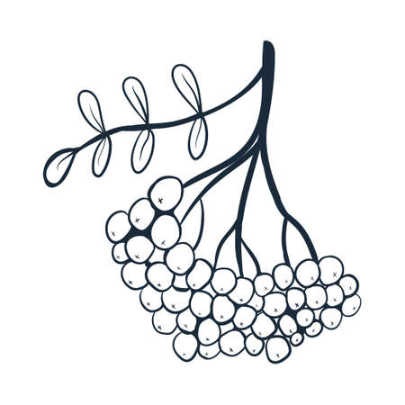 Rowan branch line art. Vector illustration with scribbles on the theme of cozy autumn. Cute element for greeting cards, posters, stickers and seasonal design. isolated on a white background.のイラスト素材