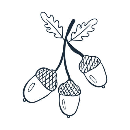 Acorns on a branch line art. Vector illustration with doodles on the theme of cozy autumn.A cute element for greeting cards, posters, stickers and seasonal design. isolated on a white background.のイラスト素材
