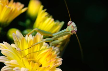Photo of a Praying Mantis in a flowerbed with shallow depth of field.の写真素材