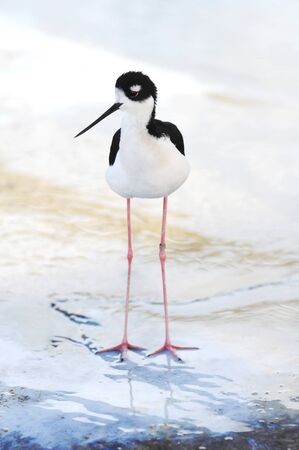 A photo of a young Black-necked Stiltの写真素材