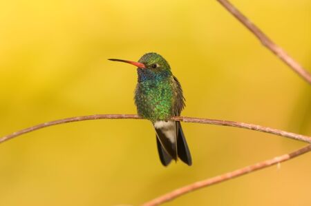 A photo of a Broad-Billed hummingbirdの写真素材