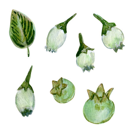 Watercolor set of botanical elements with blueberries and leaves. berry green illustrations paired with delicate green foliage. A versatile collection for creative projects and brandingの写真素材
