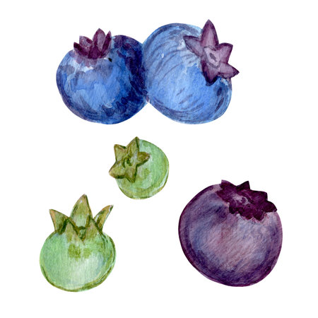 Watercolor set of botanical elements with blueberries and leaves. Juicy berry illustrations paired with delicate green foliage. A versatile collection for creative projects and brandingの写真素材