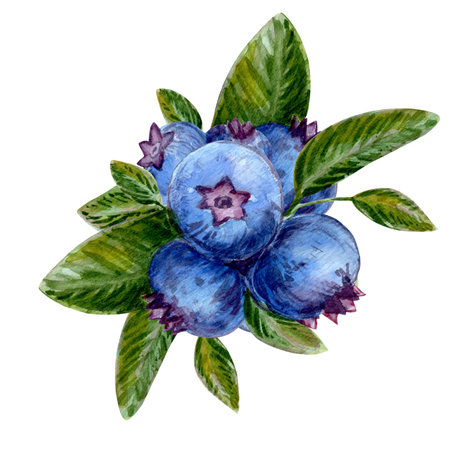 A detailed watercolor illustration of blueberries surrounded by lush greenery. The artwork highlights fresh, ripe berries with rich textures and vibrant colors. Perfect for nature and food loversの写真素材