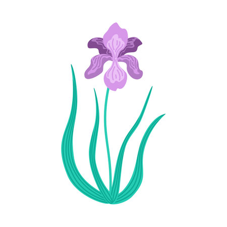 Purple iris flower with green leaves in flat vector style. Botanical illustration of blooming spring plant. Minimalist floral artwork isolated on white.のイラスト素材