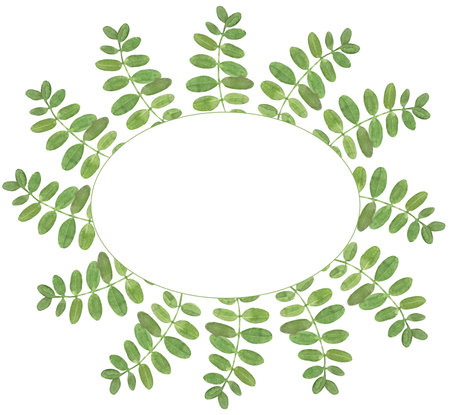 Watercolor oval frame of acacia green leavesの写真素材