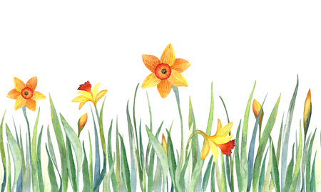 Watercolor seamless hand drawn botanical pattern with yellow flowers - jonquil, daffodil and narcissus.の写真素材