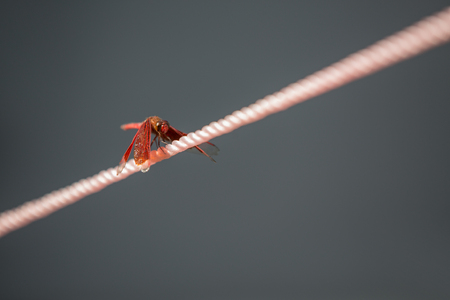 Macro close-up of dragonfly on a rope. Isolated on gray