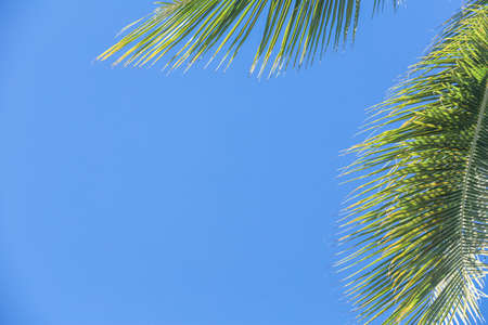 Summer nature scene coconut palm trees with blue sky copy spaceの写真素材