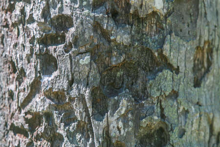 Tree texture wood natural wooden background close-up