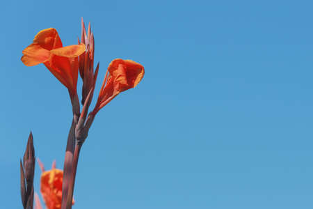 Orange Flower closeup against blue sky backgroundの写真素材