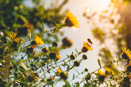 Soft-focus close-up of yellow flowersの写真素材