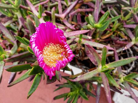 Carpobrotus edulis ground-creeping plant with succulent leaves, native to South Africa. It is also known as Hottentot-fig, ice plant, highway ice plant, and in South Africa as the sourの写真素材