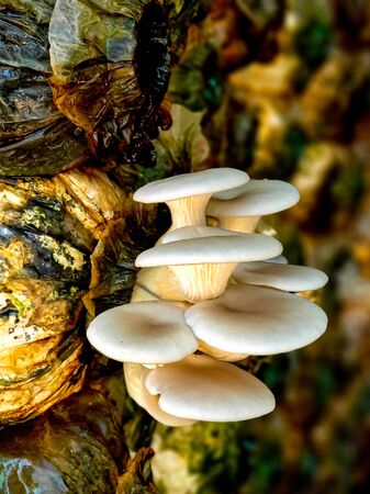 Battambang, Cambodia, January 02, 2020: bottle mushroom factoryの写真素材