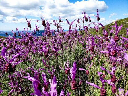 beautiful landscape hiking in the mountains with lavender close to madrid Spainの写真素材