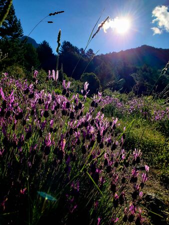 beautiful landscape hiking in the mountains with lavender close to madrid Spainの写真素材