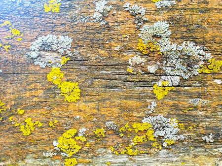 spring scene of a single tree by a lake, all covered with a light fog. Mountain background reflecting in lakeの写真素材
