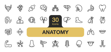 Set of 30 Anatomy icon element sets. Includes lungs, teeth, trachea, muscle, nerves, eyeballs, nose, mouth, and More. Outline icons vector collection.のイラスト素材