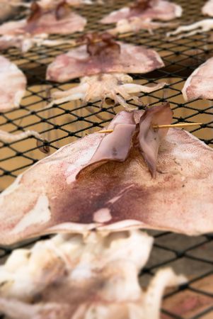 Here are a lot of squids out of water.の写真素材