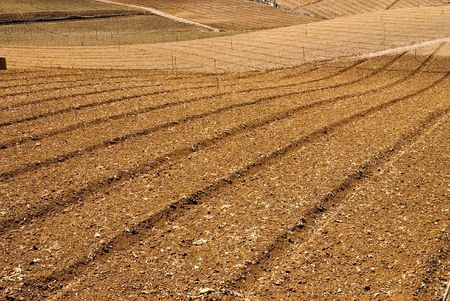 It is a cabbage farm after harvest in high mountain.の写真素材