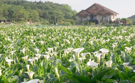 Zantedeschia aethiopica (Lily of the Nile or Calla lily; syn. Calla aethiopica L., Richardia africana Kunth, Richardia aethiopica (L.) Spreng., Colocasia aethiopica (L.) Spreng. ex Link) is a species in the family Araceae, native to southern Africa in Lesの写真素材