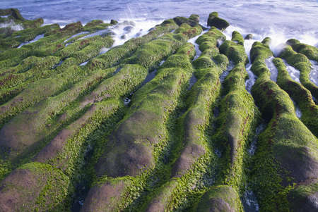 nature landscape with beautiful green seaweed in asia.