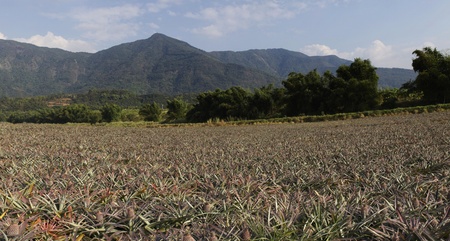 panorama views of pineapple fruit field.の写真素材