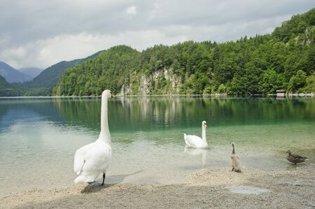 Swan family with beautiful lake scenery in neuschwanstein,germanyの写真素材