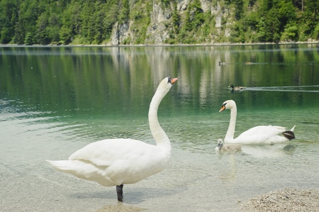 Swan family with beautiful lake scenery in neuschwanstein,germanyの写真素材