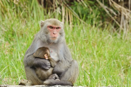 Monkey breast feeding her baby in outdoor